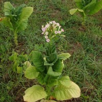 Nicotiana tabacum L.